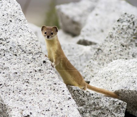 Photo for Weasel in Sangla Valley at Himachel Pradesh India - Royalty Free Image