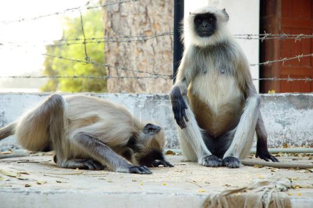 Foto de Dos los langures comunes o mono Hanuman (Presbytis entellus) - Imagen libre de derechos