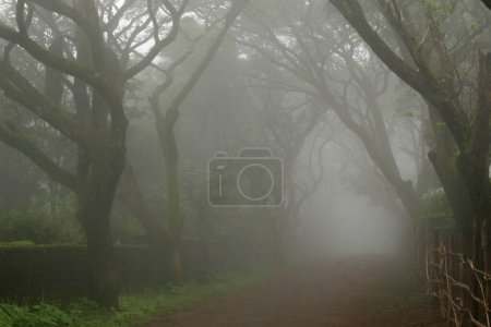 Nebelige Monsunlandschaft; Panhala; Kolhapur; Maharashtra; Indien