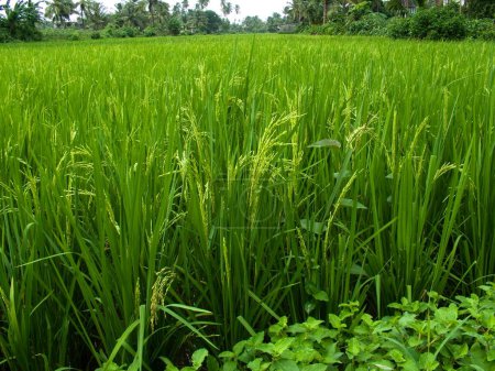 Foto de Campo de arroz; Playa de Kolamb; Normal; Nirmal cerca de Nallasopara; distrito Thane; Maharashtra; India; Asia - Imagen libre de derechos