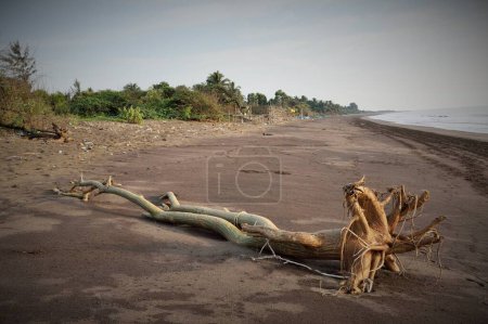 Foto de Tronco de árbol a la deriva, Playa del Bhagal, Valsad, Gujarat, India, Asia - Imagen libre de derechos