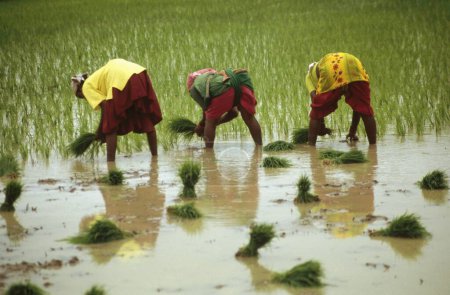 Foto de Personas que trabajan en el campo de arroz, bastar, chhattisgarh, la India - Imagen libre de derechos