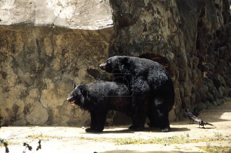 Himalayan Black Bear Mating