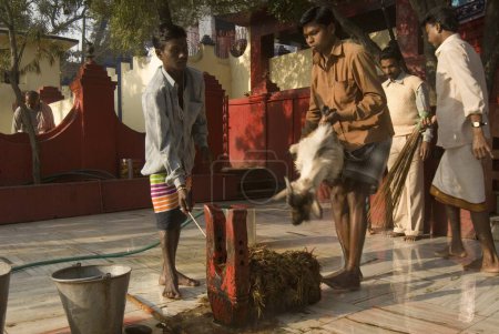 Foto de Sacrificio religioso de cabra en el templo de Rajrappa y el templo de Maa Chhinna Mastika, Rajrappa; Jharkhand; India - Imagen libre de derechos