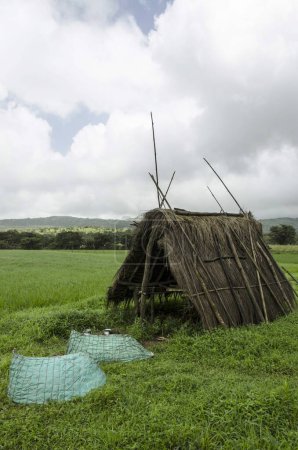 Foto de Cabaña de paja en arrozal, sindhudurg, Maharashtra, India, Asia - Imagen libre de derechos
