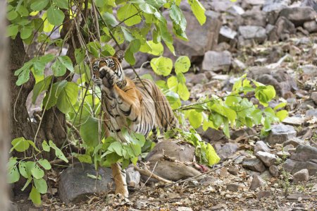 Bengal tiger in Ranthambhore national park, rajasthan, India, Asia
