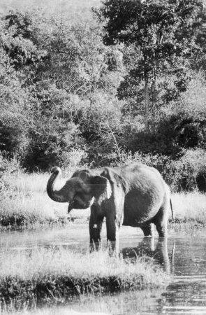 Foto de Elefante indio en la naturaleza - Imagen libre de derechos