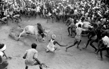 Photo for Jallikattu bull taming during pongal festival, Alanganallur, Madurai, Tamil Nadu, India - Royalty Free Image