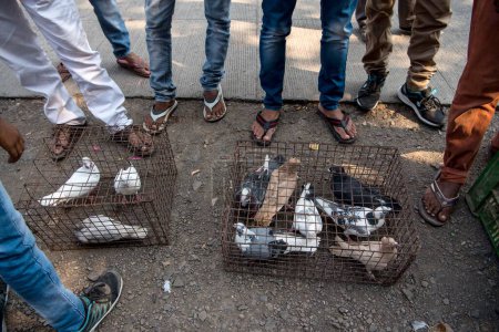Téléchargez les photos : Pigeons en cage, marché aux pigeons, Pune, Maharashtra, Inde - en image libre de droit