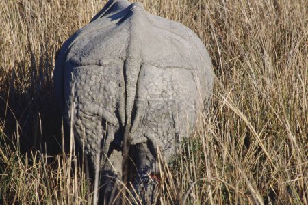 Téléchargez les photos : One Horn Rhinoceros Rhinoceros unicornis, Kaziranga National Park, Assam, Inde - en image libre de droit