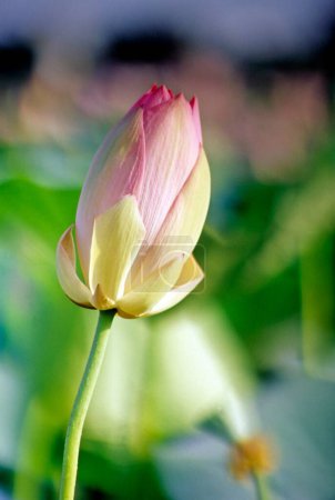 Photo for Bud of Lotus (nelumbo nucifera) ; Pink Water Lilly lilies ; panvel ; maharashtra ; india - Royalty Free Image