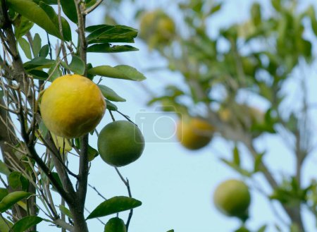 Téléchargez les photos : Fruits orange sur les arbres à Ralegan Siddhi près de Pune ; Maharashtra ; Inde - en image libre de droit