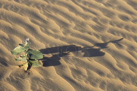Foto de Planta verde creciendo en arena, Dunas, ciclista, Rajastán, India - Imagen libre de derechos