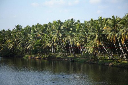 Photo for Coconut trees at backwaters ; Kerala ; India - Royalty Free Image