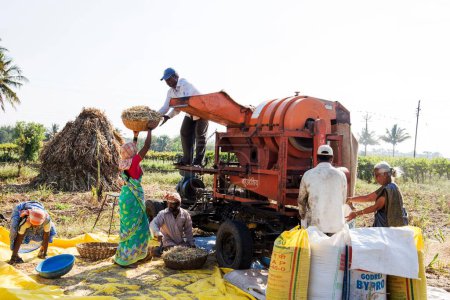 Téléchargez les photos : Jowar dans la machine de récolte, Chinchani, maharashtra, Inde, Asie - en image libre de droit