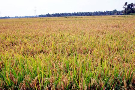 Photo for Rice field ; Kuttanadu ; Alappuzha ; Kerala ; India - Royalty Free Image