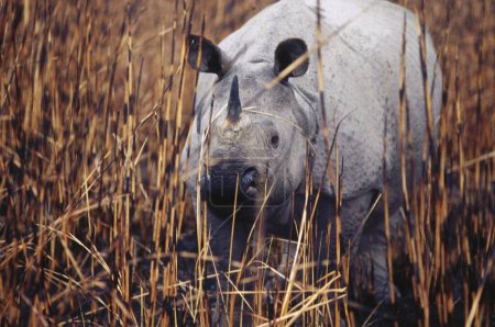 Foto de One Horn Rhinoceros Rhinoceros unicornis , Kaziranga National Park , Assam , india - Imagen libre de derechos