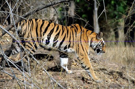 Der Tiger Panthera tigris, Bandhavgad Nationalpark, Tala, Madhya Pradesh, Indien