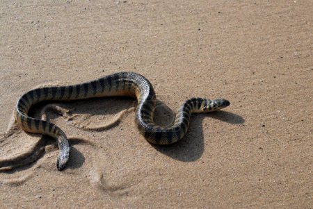 Téléchargez les photos : Reptiles ; Lapemis curtus de serpent de mer empoisonné à la plage de Kunkeshwar ; taluka Devgad ; district Sindhudurga ; Maharashtra ; Inde ; Asie - en image libre de droit