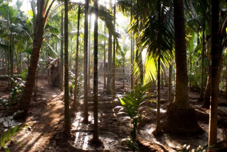 Morgenstrahlen im Garten der Kokospalmen und Arecabäume im Dorf Kelshi; Taluka Dapoli; Distrikt Ratnagiri; Maharashtra; Indien