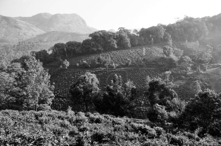 Foto de Plantaciones de té, Munnar, Idukki, Kerala, India, Asia - Imagen libre de derechos