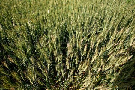 Wheat in fields in Punjab ; India