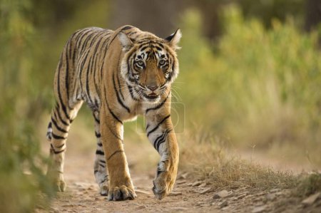 Foto de Tigre de Bengala en el parque nacional de Ranthambhore, Rajasthan, India, Asia - Imagen libre de derechos