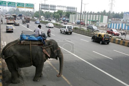 Téléchargez les photos : Éléphant sur la route Eastern Express, Chembur, Mumbai, Maharashtra, Inde, Asie - en image libre de droit