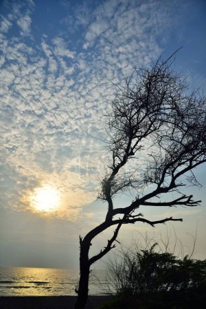 Foto de Árbol doblado con viento, Playa del Bhagal, Valsad, Gujarat, India, Asia - Imagen libre de derechos