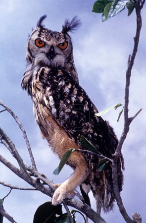 Photo for Birds , Eurasian Eagle owl (Bubo bubo) , Bangalore , India - Royalty Free Image