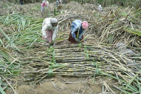 Téléchargez les photos : Femme attachant le paquet de canne à sucre dans le champ Marayoor Idukki Kerala Inde Asie - en image libre de droit