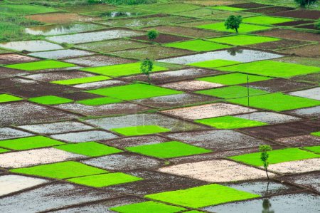 Foto de Campo de arroz con cáscara en patrón de cuadrados en monzón, Chiplun, Ratnagiri, Maharashtra, India - Imagen libre de derechos