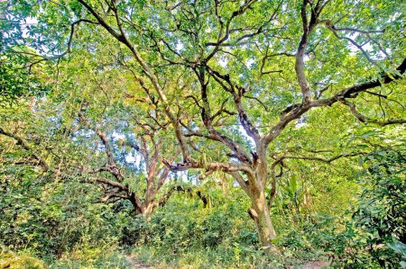 Photo for Mango tree forest mangifera indica ; Calcutta ; West Bengal ; India - Royalty Free Image