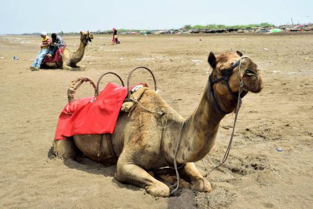 Foto de Camel, Ubharat beach, Navsari, Gujarat, India, Asia - Imagen libre de derechos