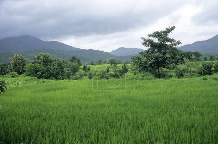 Foto de Campo de arroz en el monzón; maharashtra; india - Imagen libre de derechos