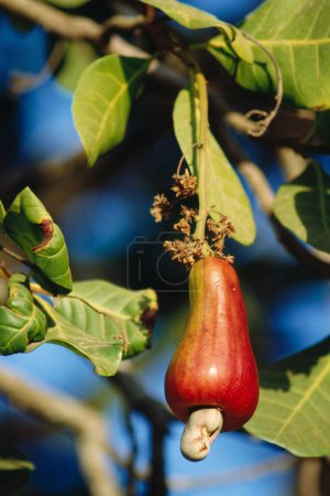 Photo for Cashew Nut fruit , valsad , gujarat , india - Royalty Free Image