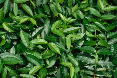 medicinal plant , Kurchi kude Holarrhena pubescens , conessi or tellicherry bark , herbal Herb product , Ayurvedic medicine
