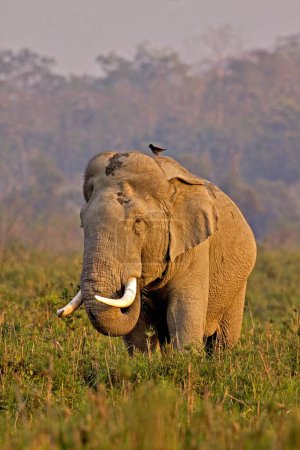 Téléchargez les photos : Elephas maximus de l'éléphant asiatique dans les prairies, parc national Kaziranga, Assam, Inde - en image libre de droit