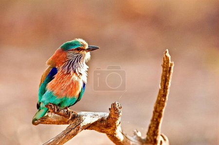 Indian roller coracias benghalensis on tree perch , Ranthambore national park , Rajasthan , India