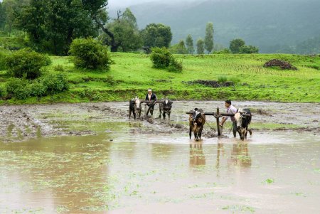Téléchargez les photos : Vue d'une rizière dans la mousson ; Nasik ; Maharashtra ; Inde - en image libre de droit