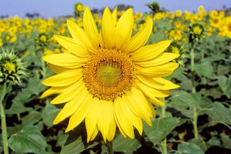 Photo for Sunflower growing in fields in India - Royalty Free Image