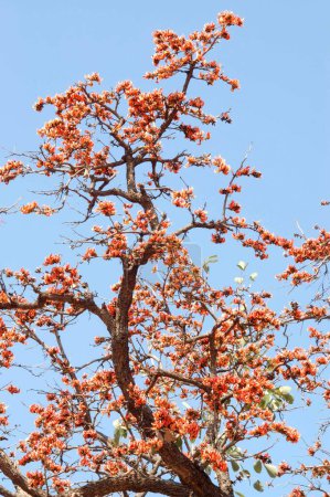 Téléchargez les photos : Gulmohar en fleurs rouges ; Madhavgad ; Madhya Pradesh ; Inde - en image libre de droit