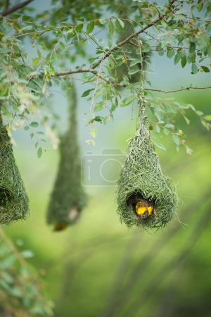 Baya-Weber fliegen zum Nest, Indien