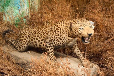 Gefüllter Leopard im Scindia Museum im Jaivilas Palast; Gwalior; Madhya Pradesh; Indien
