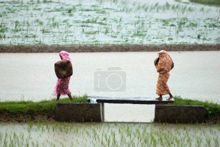 Photo for Farm workers in rice field during monsoon day near Palakkad ; Kerala ; India - Royalty Free Image