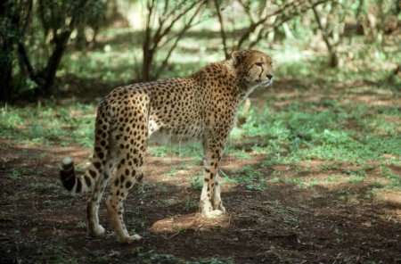 Cheetah or hunting Leopard (Acinonyx jubatus) ; kenya ; africa