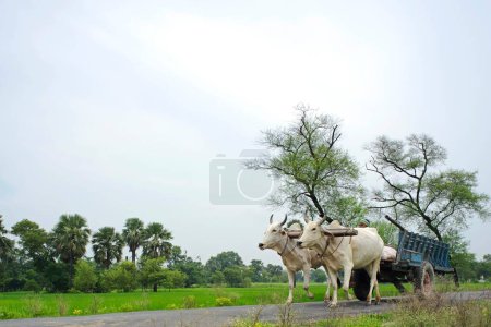 Photo for Man riding bullock cart ; village life ; Vaishali to Kesariya ; Bihar ; India - Royalty Free Image