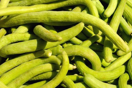 Verduras verdes, pepinos kakri cucumis utilissimus