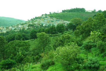 Téléchargez les photos : Plantation de thé, Coonoor, Nilgiris, Tamil Nadu, Inde - en image libre de droit