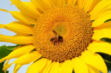 Photo for Bumble Bee On Sunflower Gundlupet Karnataka India Asia - Royalty Free Image